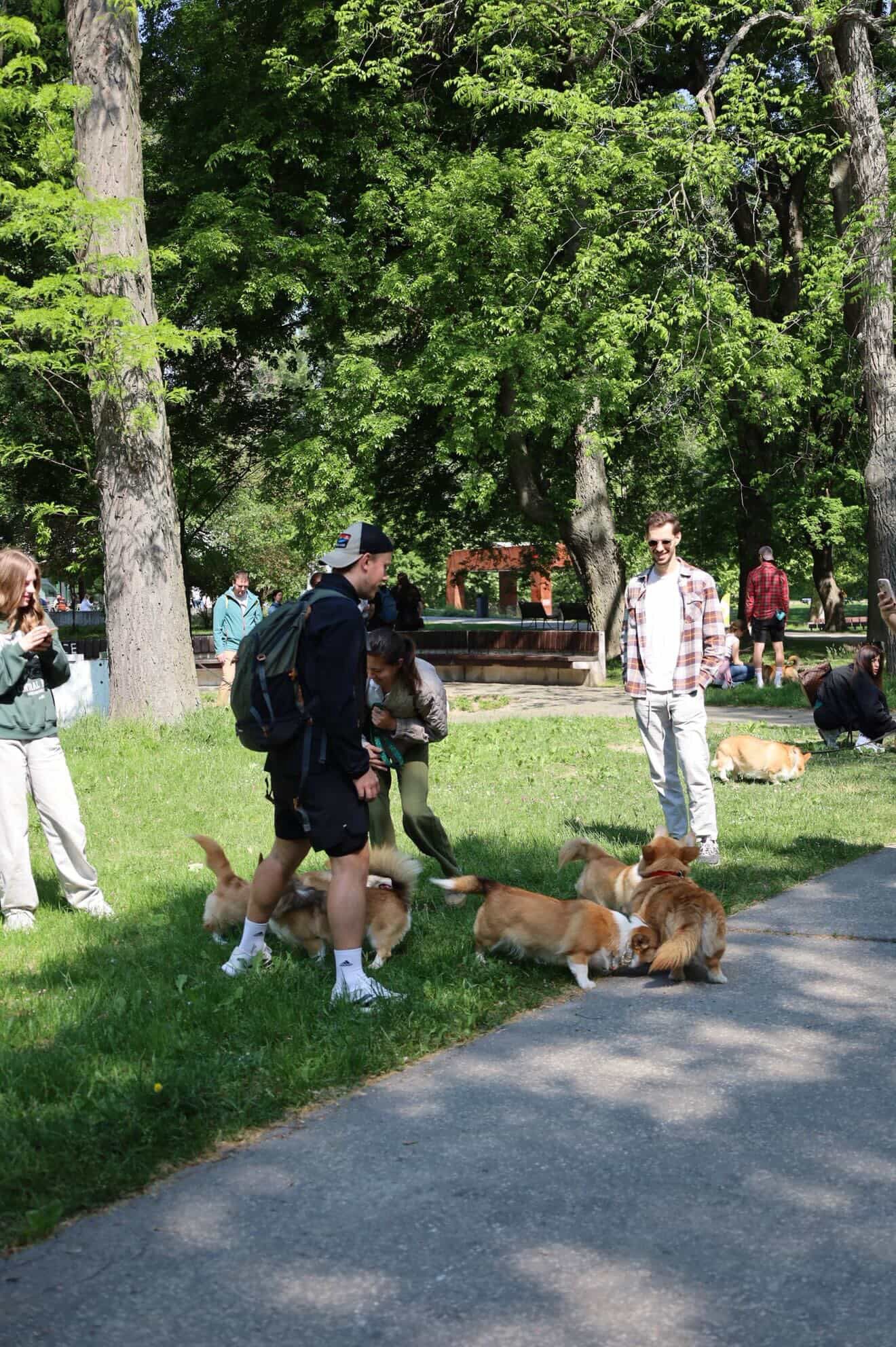corgi meet up 18